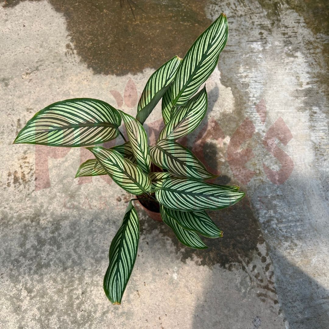 Calathea Elliptica - (Pot Size 8cmø x 12cmH) - Prince Garden Centre