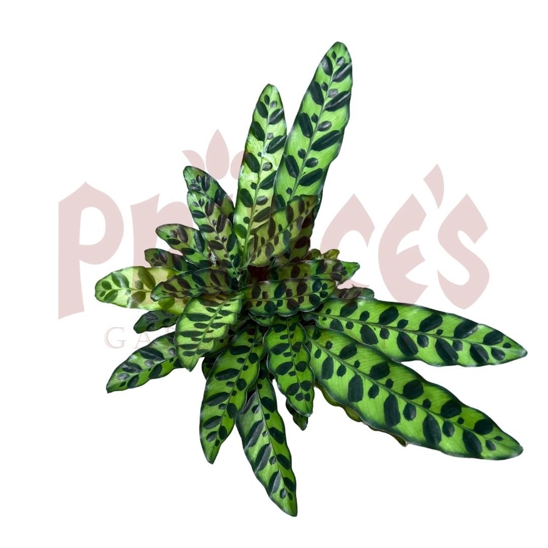 Calathea Lancifolia - (Pot Size ø10cm x 15cmH) - Prince Garden Centre