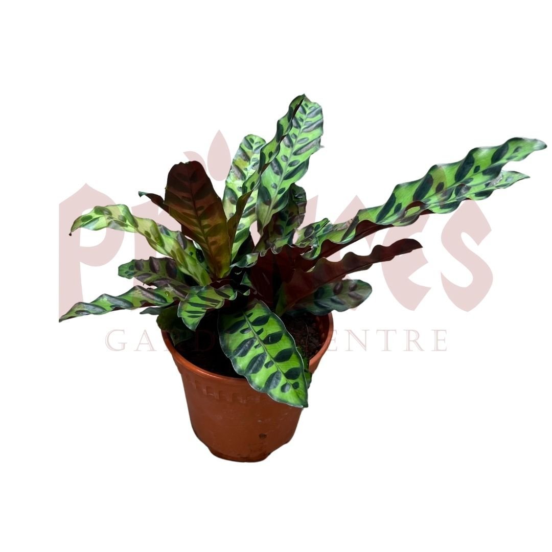 Calathea Lancifolia - (Pot Size ø10cm x 15cmH) - Prince Garden Centre