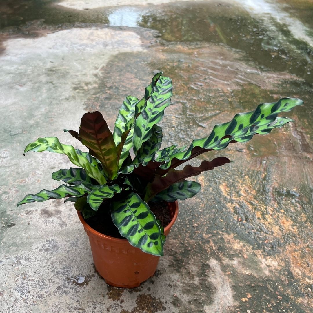 Calathea Lancifolia - (Pot Size ø10cm x 15cmH) - Prince Garden Centre
