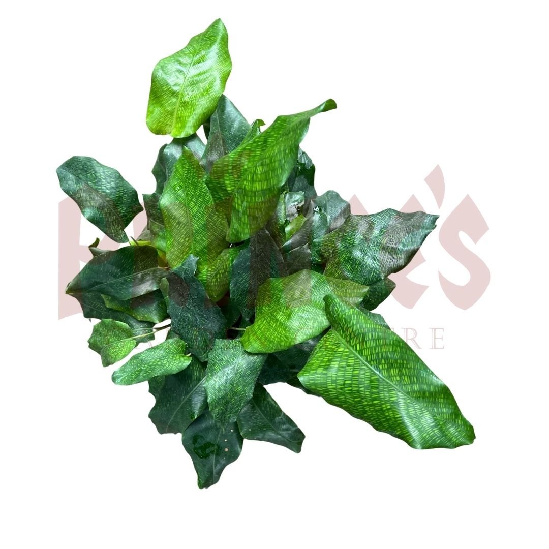 Calathea Musaica - (Pot Size - 9cmø x 11cmH) - Prince Garden Centre