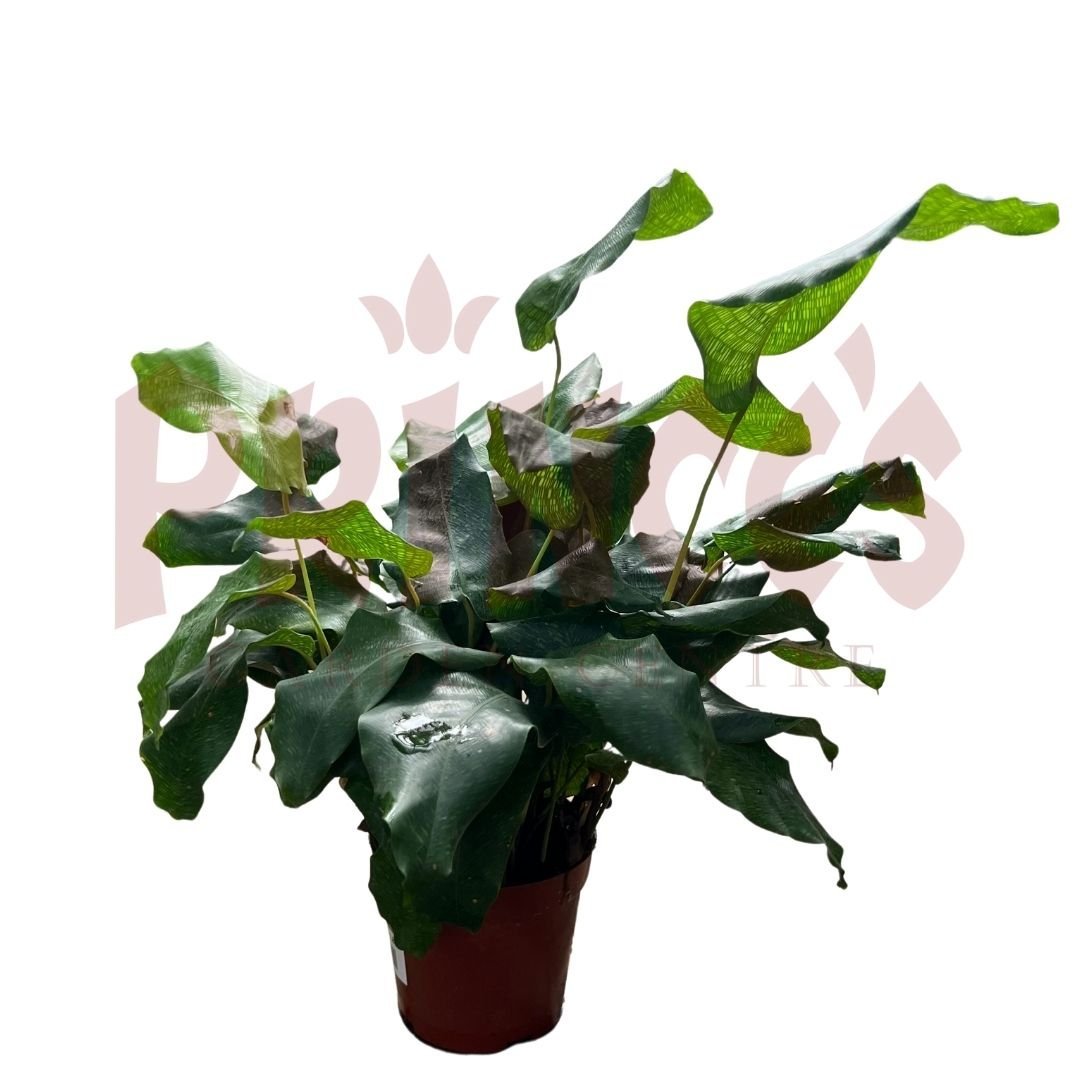 Calathea Musaica - (Pot Size - 9cmø x 11cmH) - Prince Garden Centre