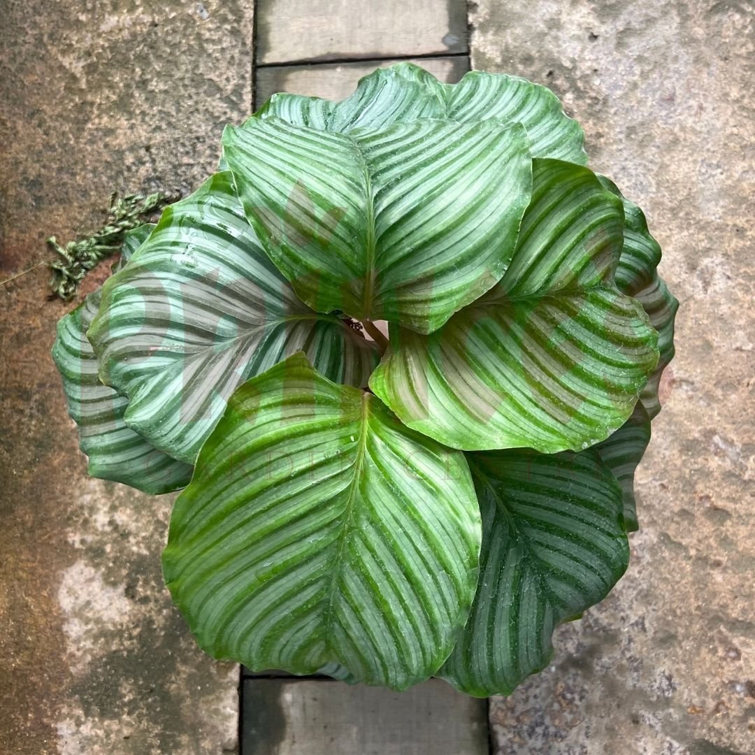 Calathea Orbifolia - (Pot Size ø15cm x 18cmH) - Prince Garden Centre