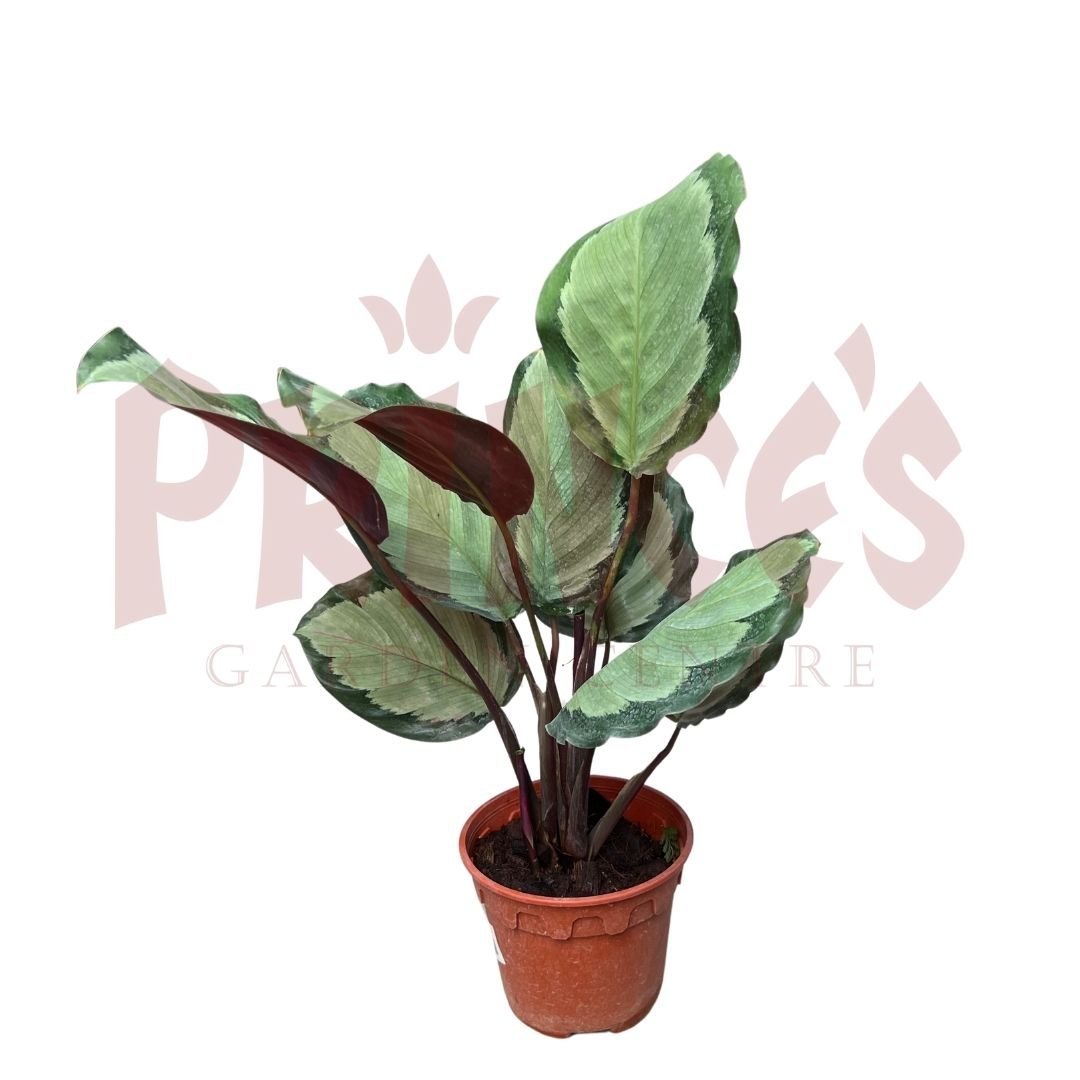 Calathea Roseopicta Corona - (Pot Size ø15cm x 19cmH) - Prince Garden Centre