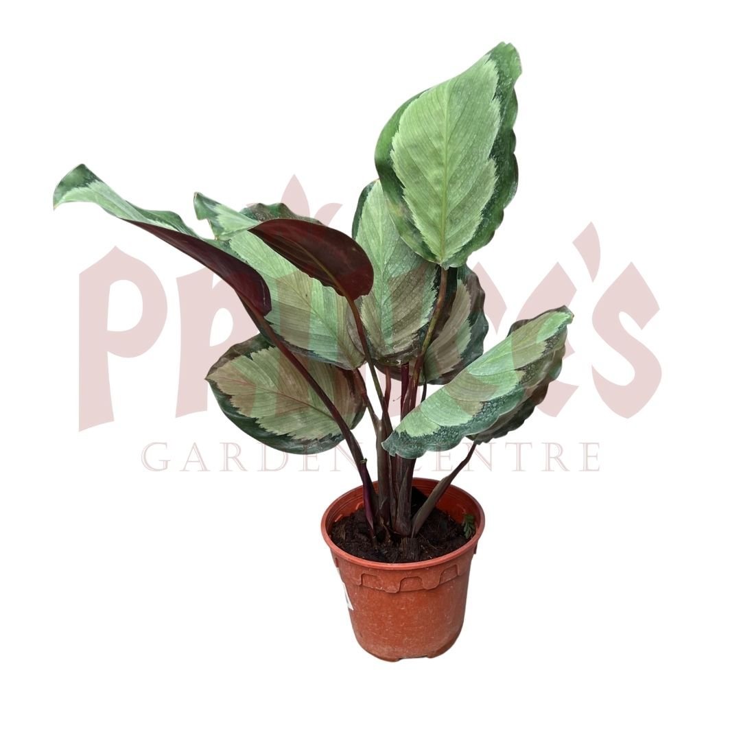 Calathea Roseopicta Corona - (Pot Size ø15cm x 19cmH) - Prince Garden Centre