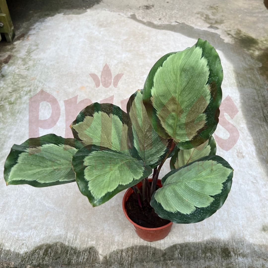 Calathea Roseopicta Corona - (Pot Size ø15cm x 19cmH) - Prince Garden Centre