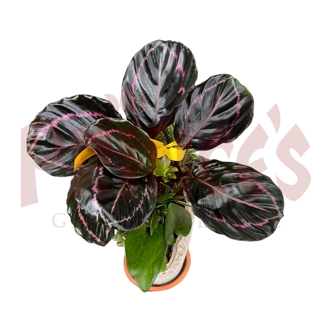 Calathea Roseopicta Decoration Pot - (Pot Size ø9cm x 22cmH) - Prince Garden Centre