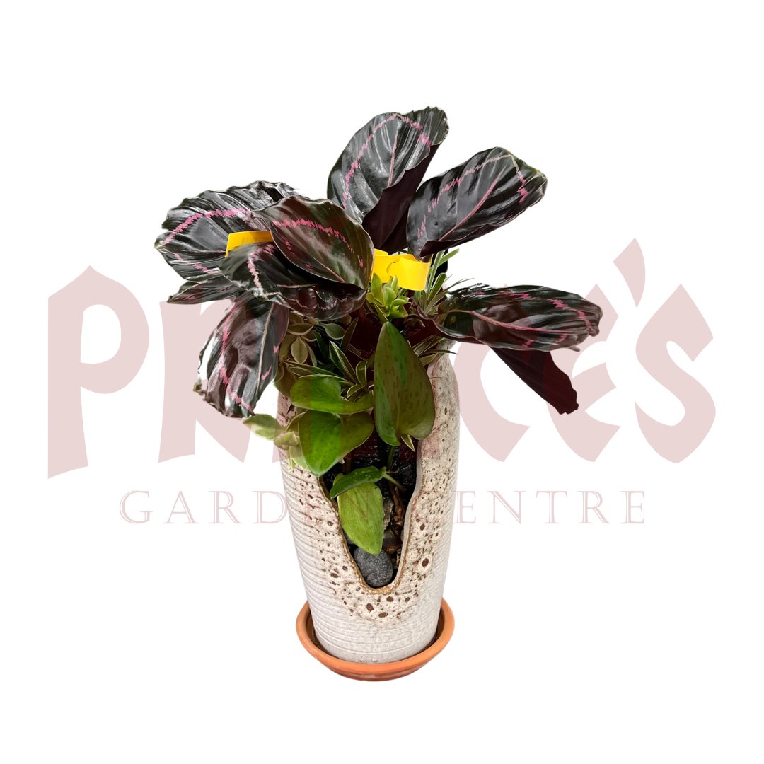 Calathea Roseopicta Decoration Pot - (Pot Size ø9cm x 22cmH) - Prince Garden Centre