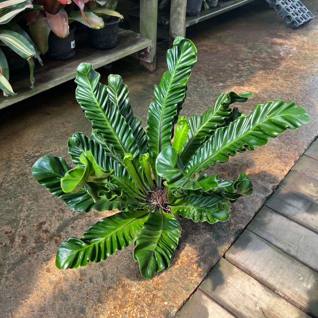 Cobra Fern - (Pot Size ø21cm x 20cmH) - Prince Garden Centre