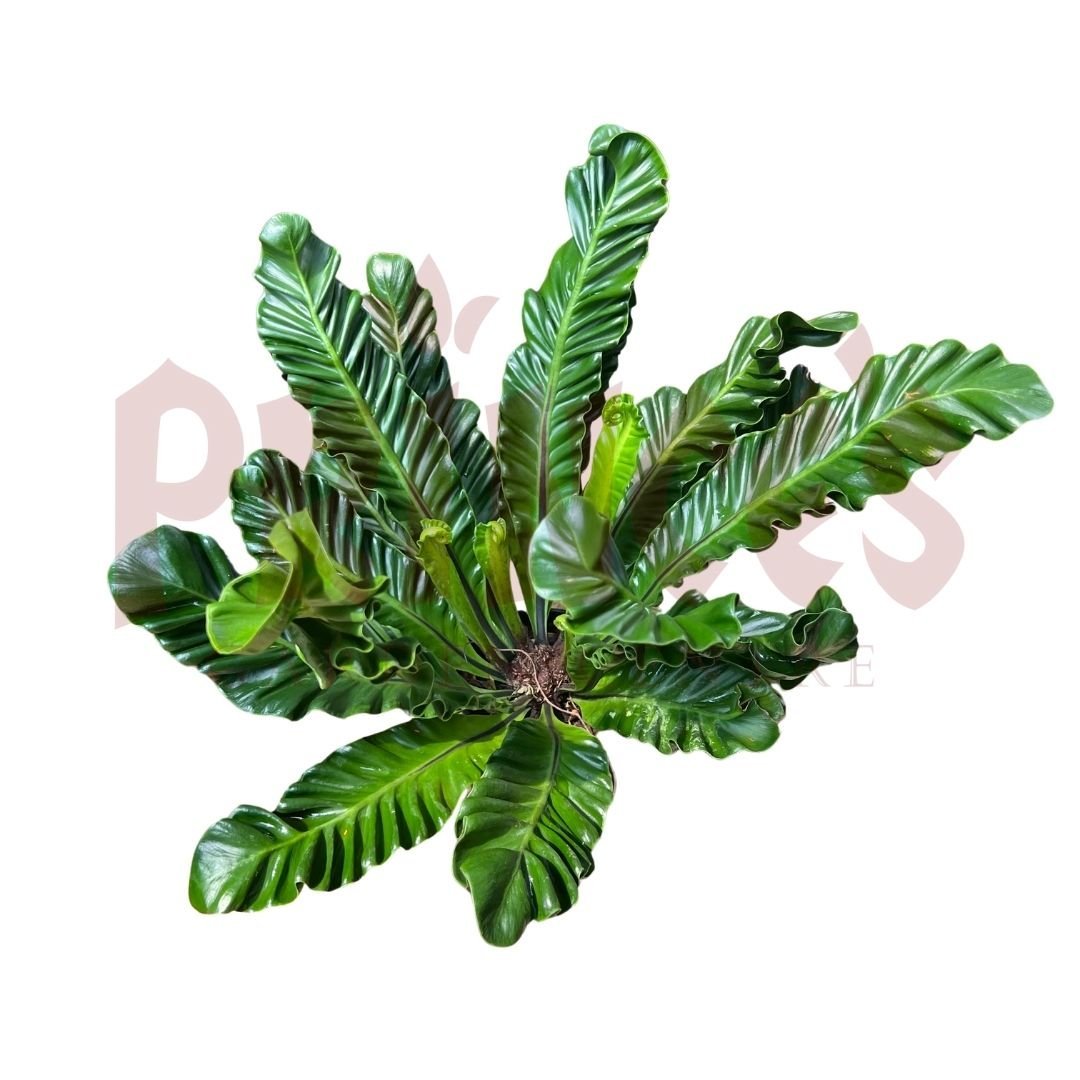 Cobra Fern - (Pot Size ø21cm x 20cmH) - Prince Garden Centre