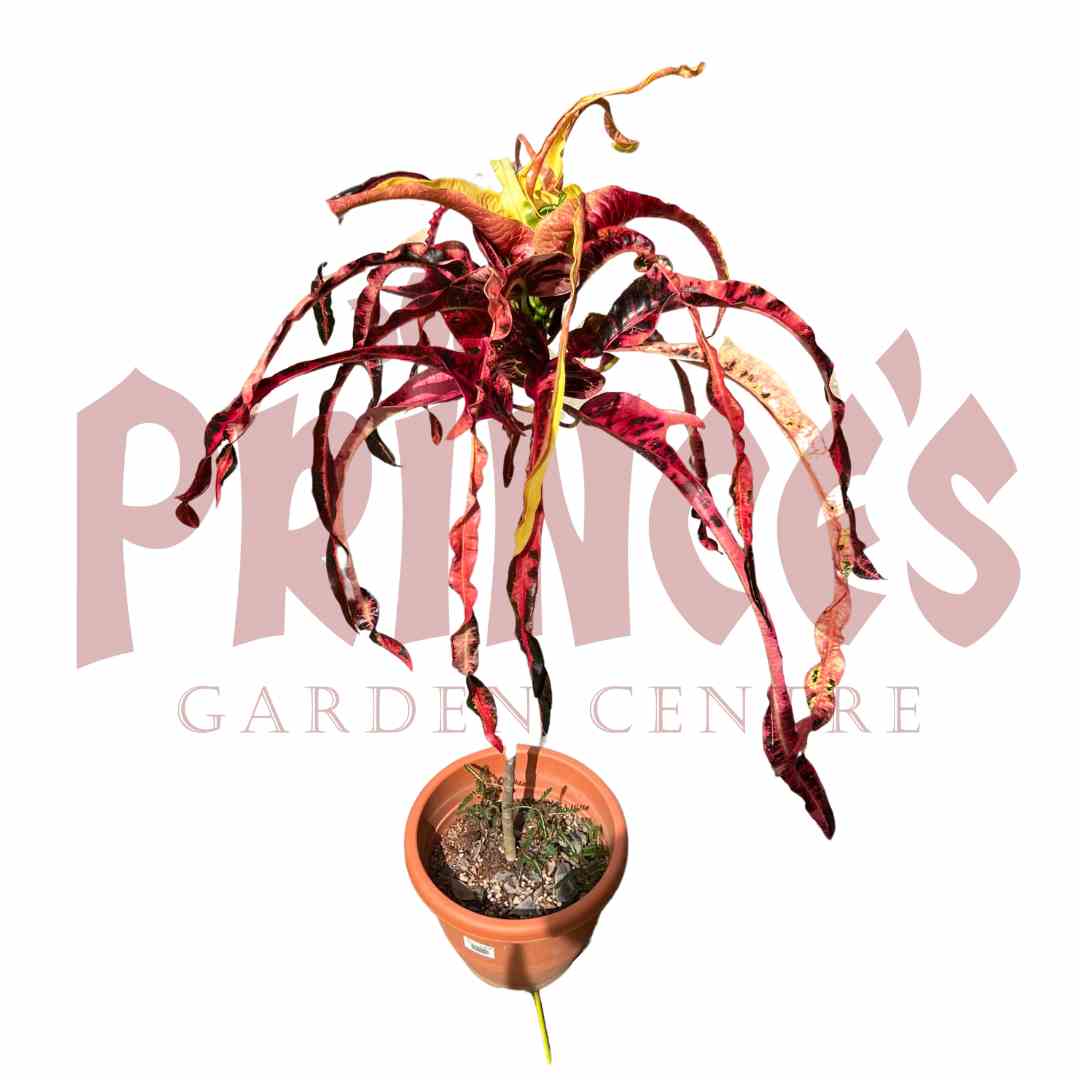 Croton Codiaeum Variegatum - (Pot Size 27cmØ x 25cmH) - Prince Garden Centre