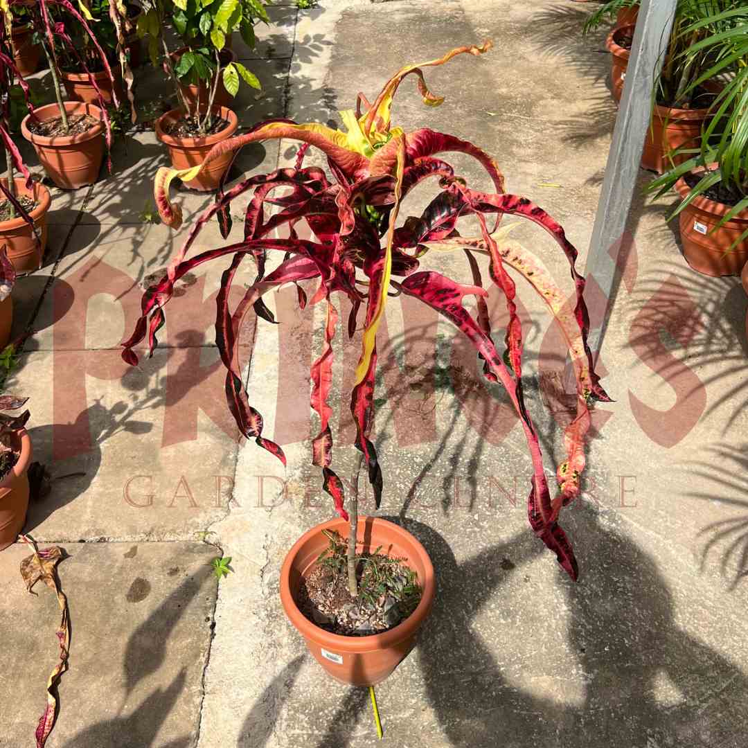 Croton Codiaeum Variegatum - (Pot Size 27cmØ x 25cmH) - Prince Garden Centre