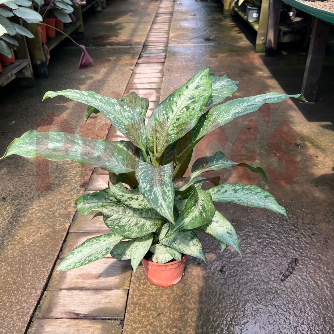 Dieffenbachia Americano - (Pot Size Ø19cm x 13cmH) - Prince Garden Centre