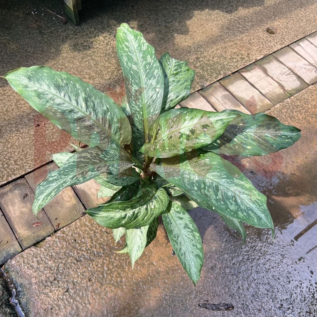 Dieffenbachia Americano - (Pot Size Ø19cm x 13cmH) - Prince Garden Centre