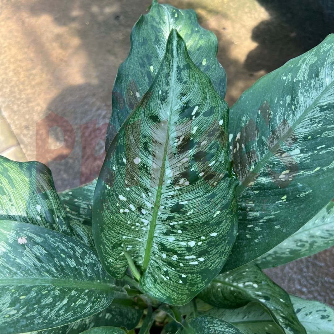 Dieffenbachia Americano - (Pot Size Ø19cm x 13cmH) - Prince Garden Centre