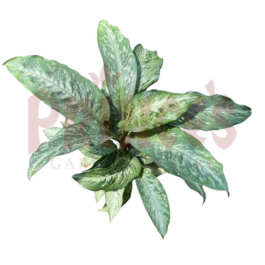 Dieffenbachia Americano - (Pot Size Ø19cm x 13cmH) - Prince Garden Centre