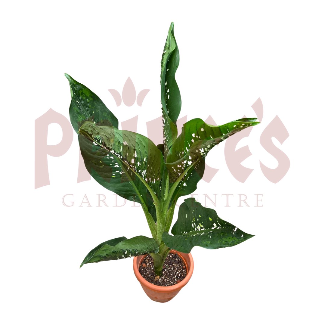 Dieffenbachia Crocodile - (Pot Size - 26cmØ x 24cmH) - Prince Garden Centre