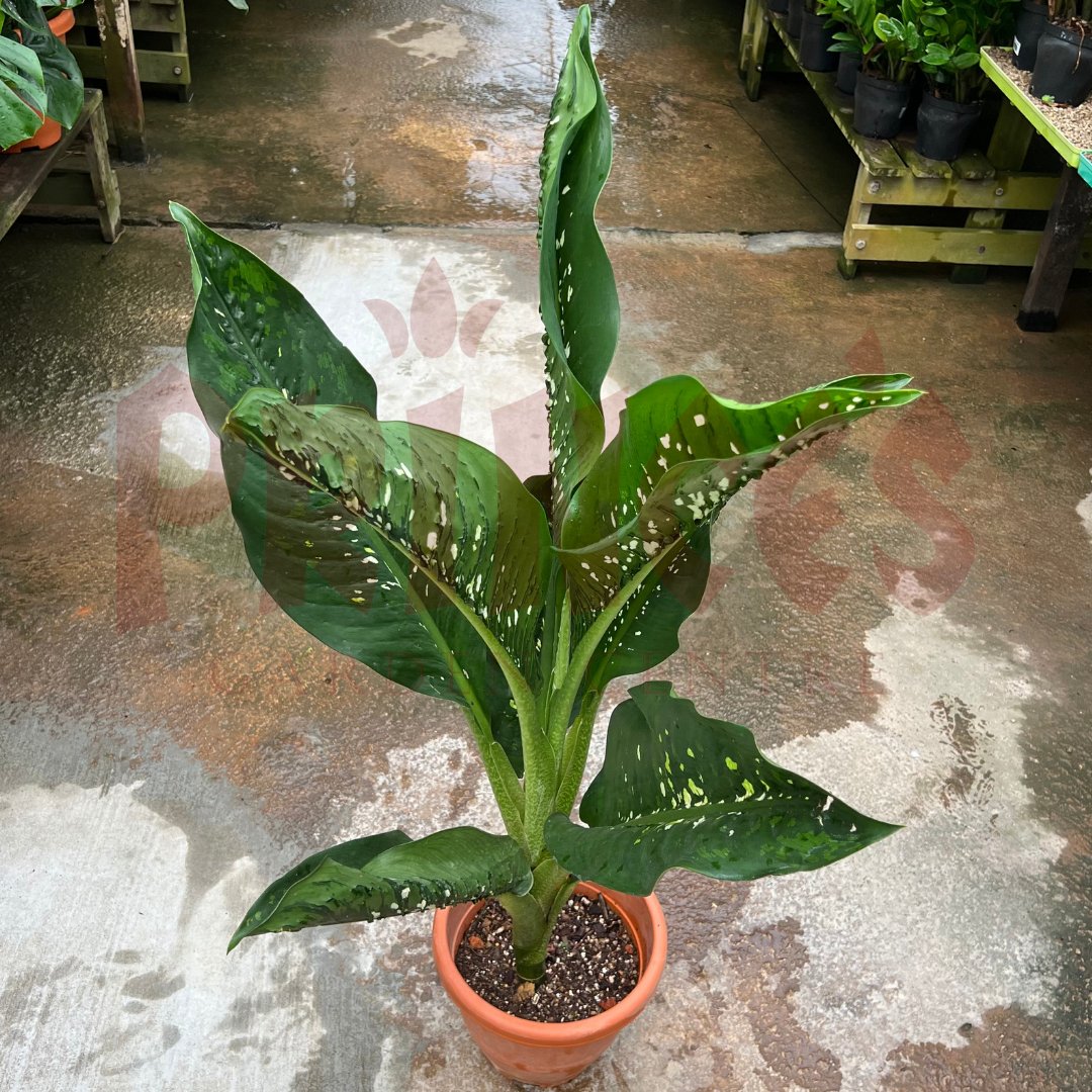 Dieffenbachia Crocodile - (Pot Size - 26cmØ x 24cmH) - Prince Garden Centre