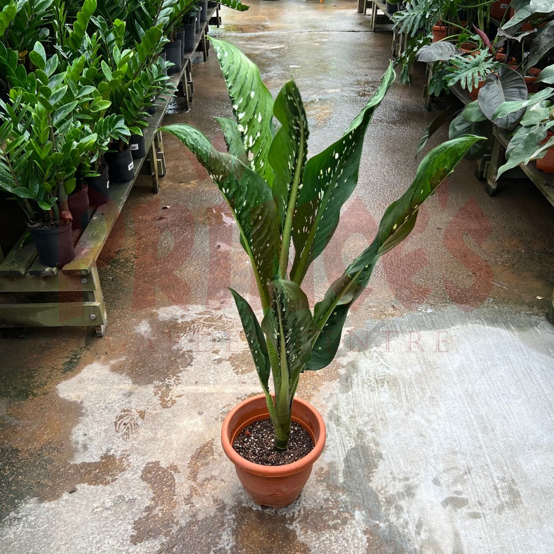 Dieffenbachia Crocodile - (Pot Size - 26cmØ x 24cmH) - Prince Garden Centre