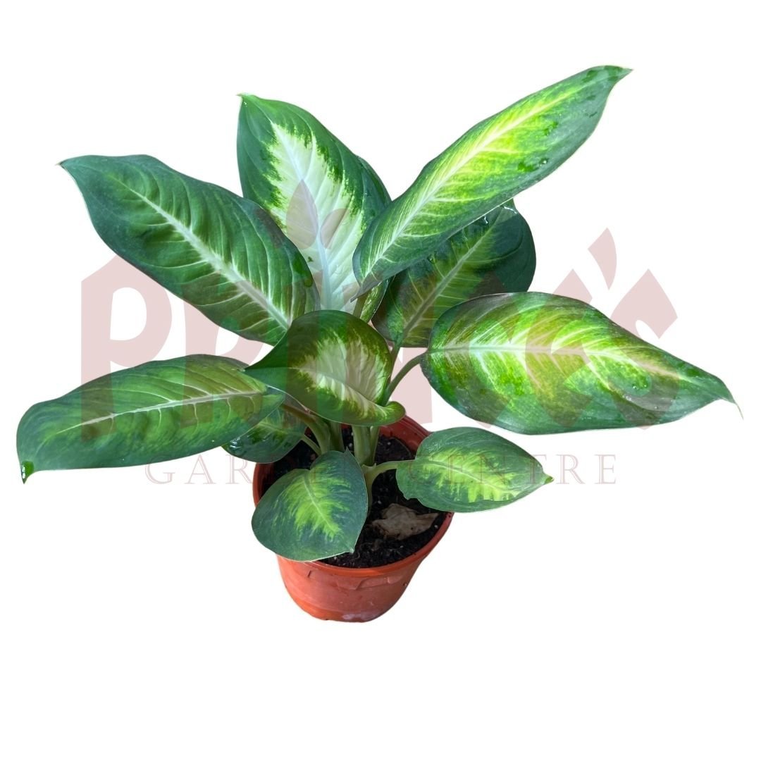 Dieffenbachia Mariana - (Pot Size ⌀13cm x 10cmH) - Prince Garden Centre