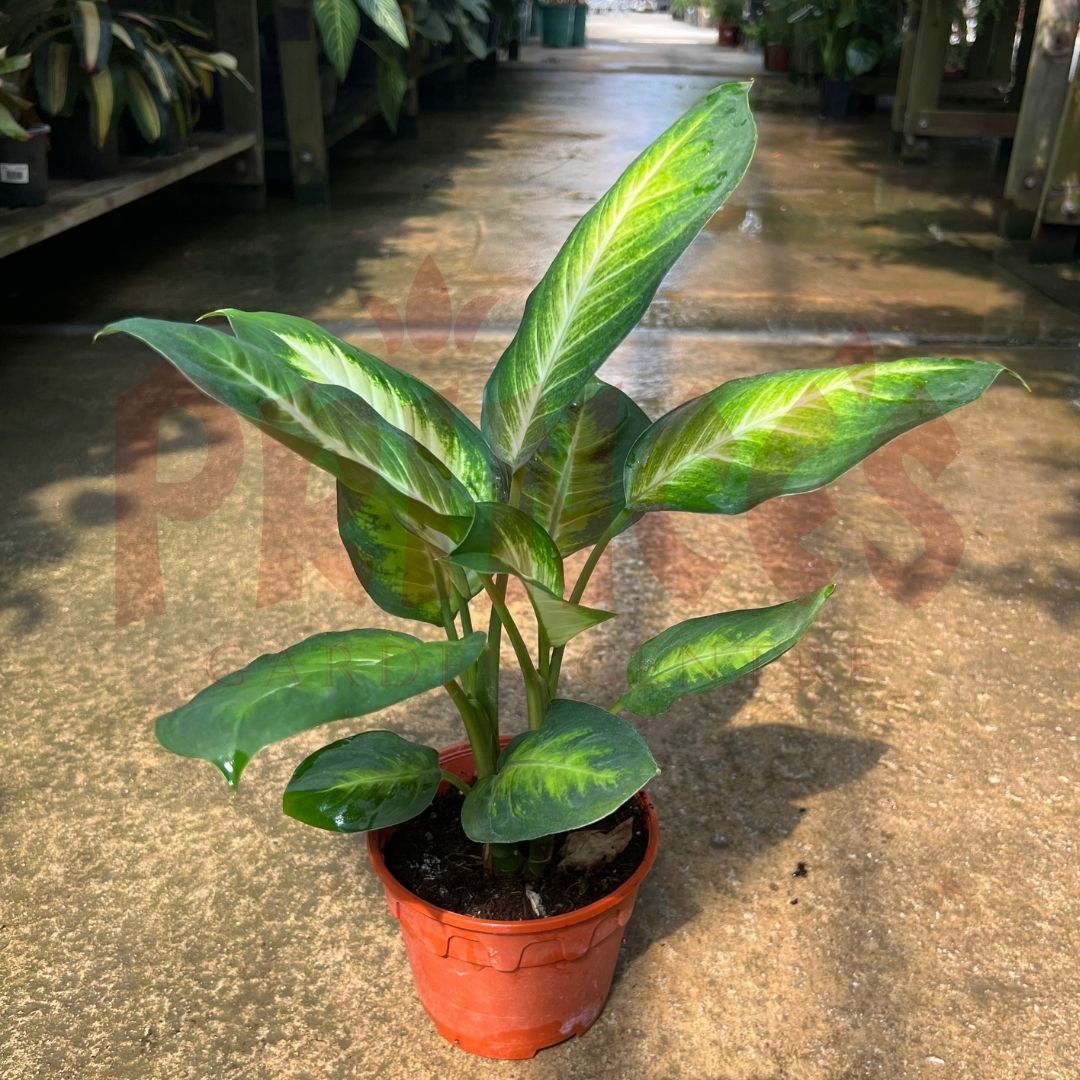 Dieffenbachia Mariana - (Pot Size ⌀13cm x 10cmH) - Prince Garden Centre