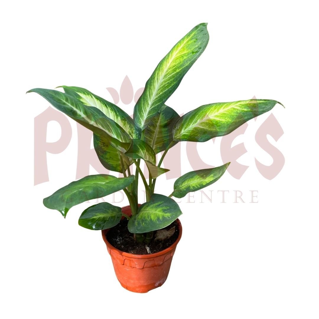 Dieffenbachia Mariana - (Pot Size ⌀13cm x 10cmH) - Prince Garden Centre