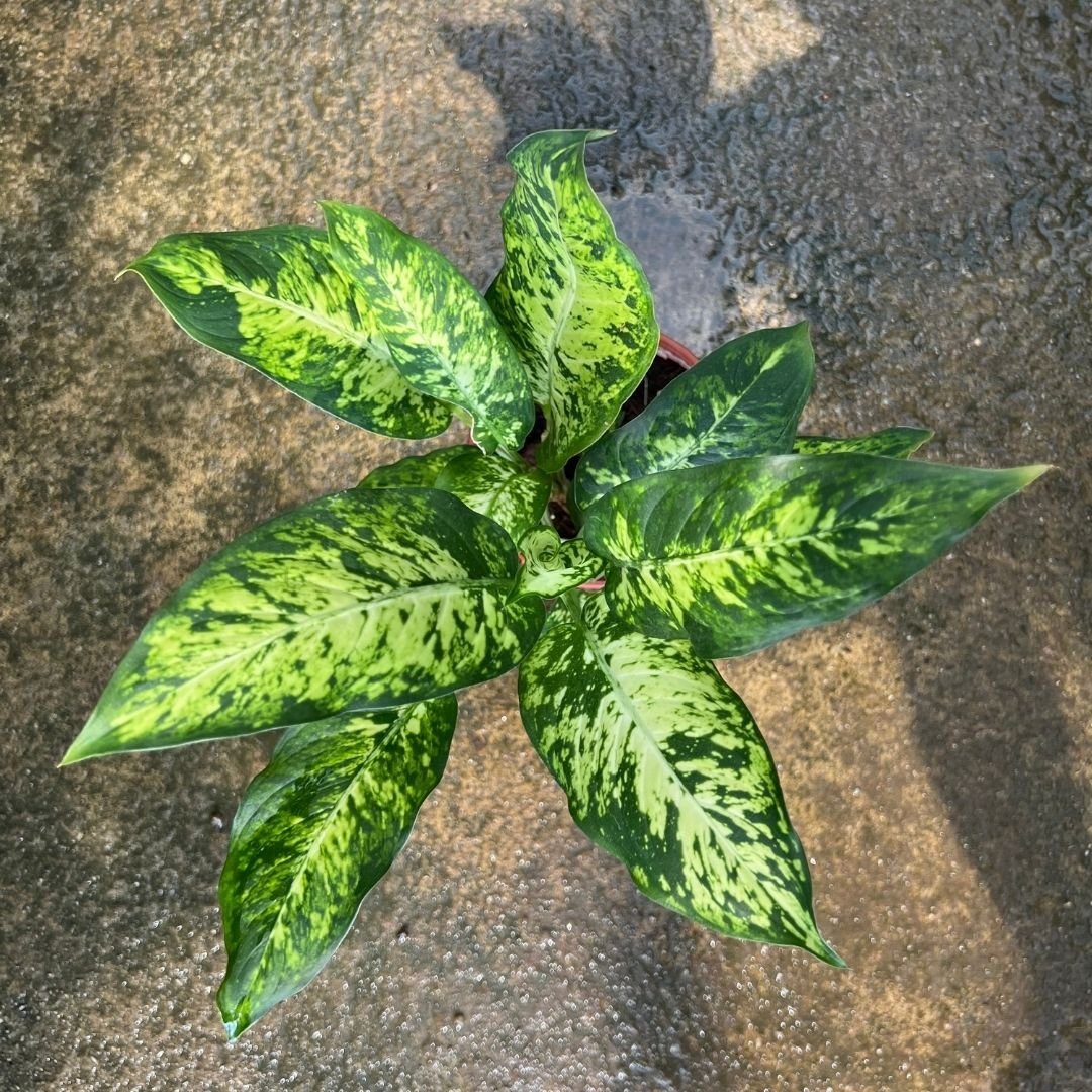 Dieffenbachia Sublime - (Pot Size 10cmø x 10cmH) - Prince Garden Centre