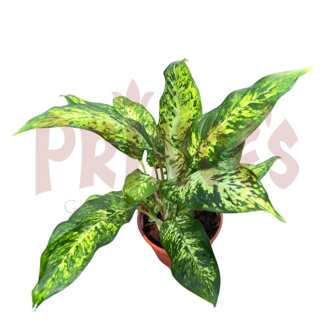 Dieffenbachia Sublime - (Pot Size 10cmø x 10cmH) - Prince Garden Centre