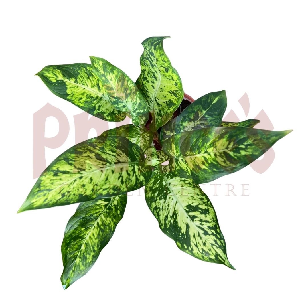 Dieffenbachia Sublime - (Pot Size 10cmø x 10cmH) - Prince Garden Centre