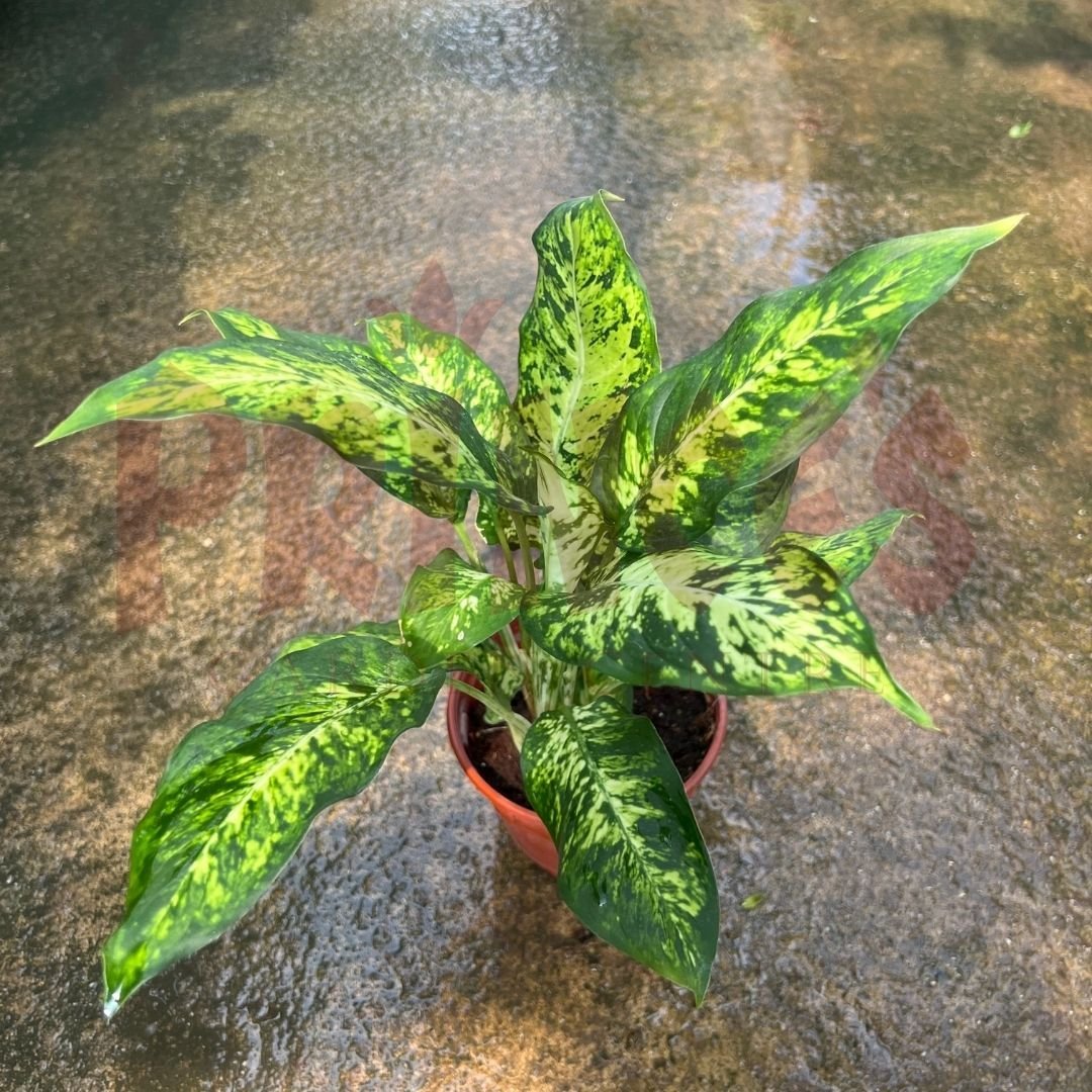 Dieffenbachia Sublime - (Pot Size 10cmø x 10cmH) - Prince Garden Centre