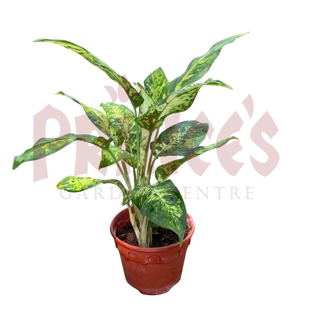 Dieffenbachia Sublime - (Pot Size 10cmø x 10cmH) - Prince Garden Centre