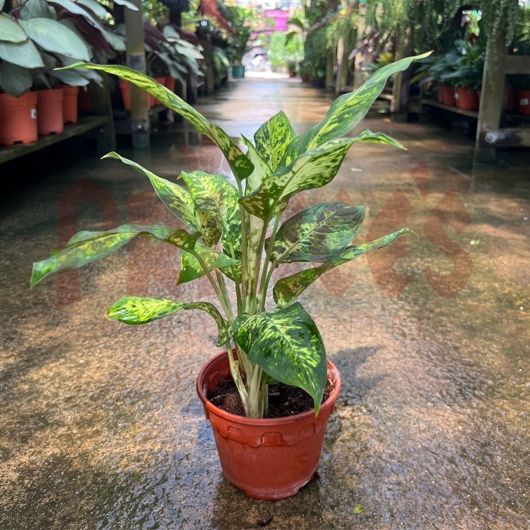 Dieffenbachia Sublime - (Pot Size 10cmø x 10cmH) - Prince Garden Centre