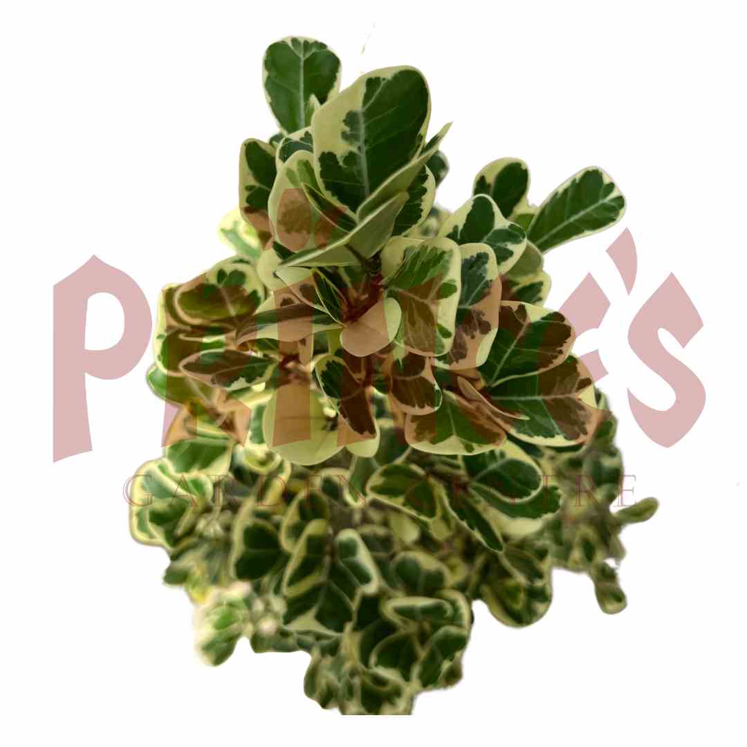 Evergreen Spindle - (Pot Size - 25cmø x 18cmH) - Prince Garden Centre