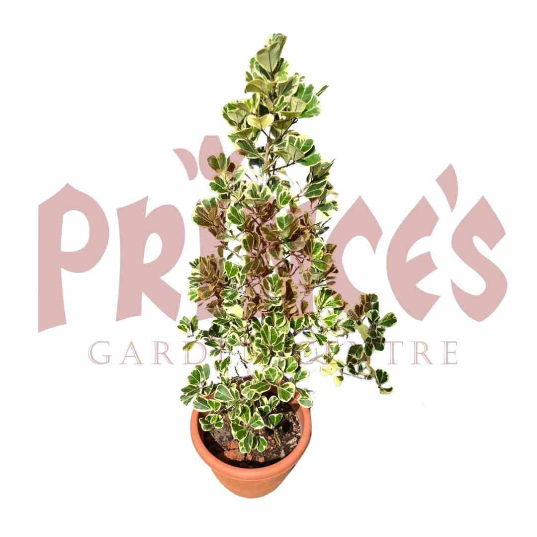 Evergreen Spindle - (Pot Size - 25cmø x 18cmH) - Prince Garden Centre