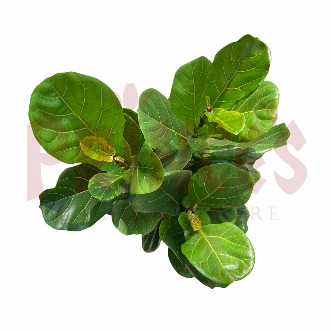 Ficus Lyrata Mix - (Pot Size: 11cmø x 16cmH) - Prince Garden Centre