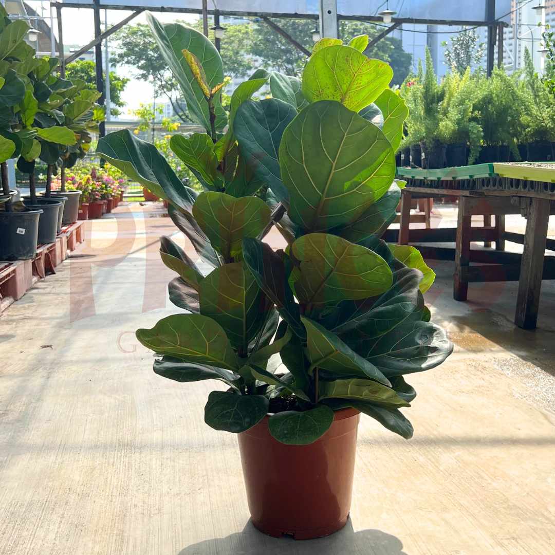 Ficus Lyrata Mix - (Pot Size: 11cmø x 16cmH) - Prince Garden Centre