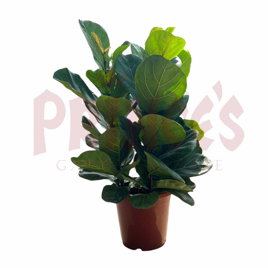 Ficus Lyrata Mix - (Pot Size: 11cmø x 16cmH) - Prince Garden Centre