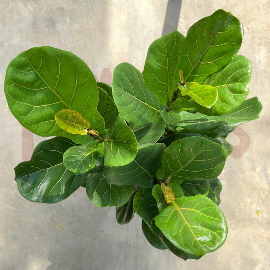 Ficus Lyrata Mix - (Pot Size: 11cmø x 16cmH) - Prince Garden Centre