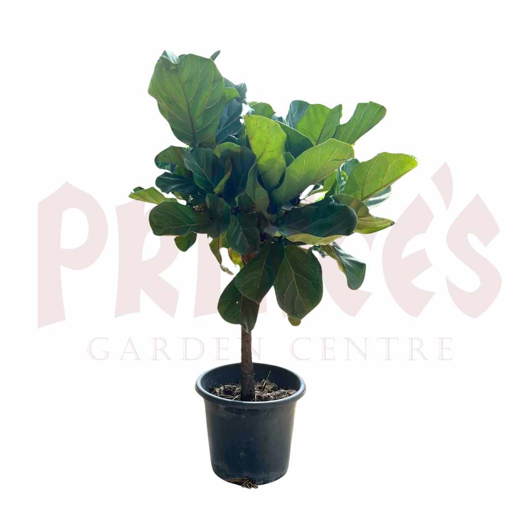 Ficus Lyrata Mix - (Pot Size: 11cmø x 16cmH) - Prince Garden Centre