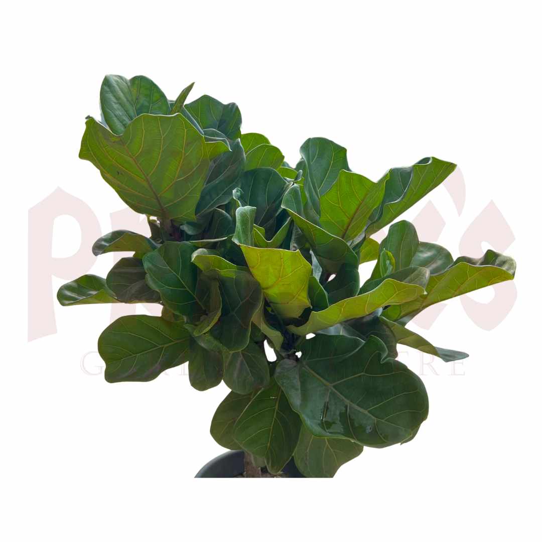 Ficus Lyrata Mix - (Pot Size: 11cmø x 16cmH) - Prince Garden Centre