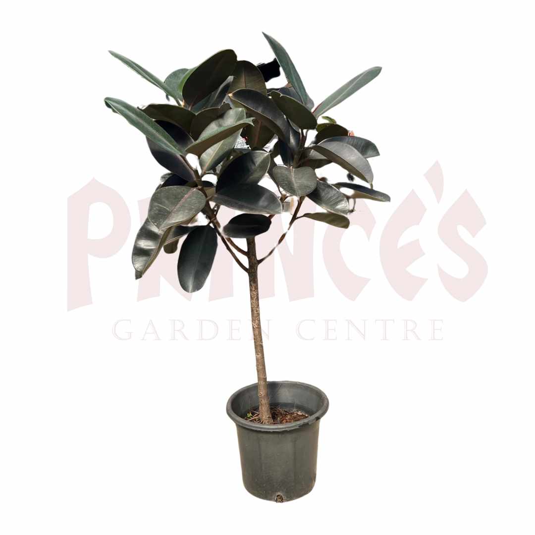 Fiscus Elastica - (Pot Size ø35cm x 25cmH) - Prince Garden Centre