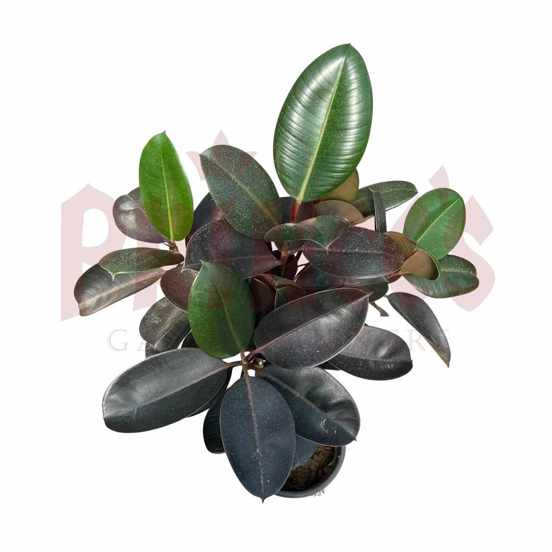 Fiscus Elastica - (Pot Size ø35cm x 25cmH) - Prince Garden Centre