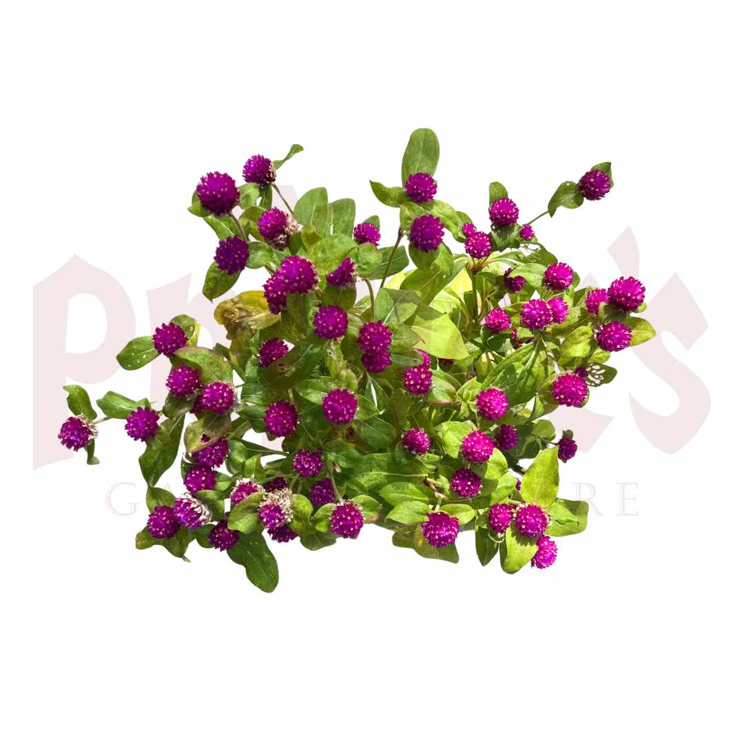 Globe Amaranth - (Pot Size Ø23cm x 14cmH) - Prince Garden Centre