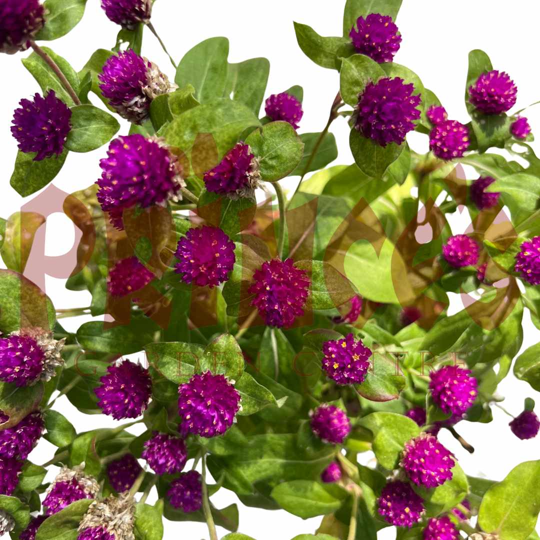 Globe Amaranth - (Pot Size Ø23cm x 14cmH) - Prince Garden Centre