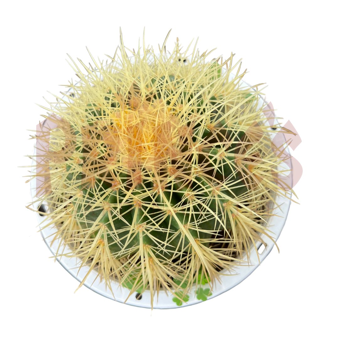 Golden Barrel Cactus - (Pot Size 12cmØ x 10cmH) - Prince Garden Centre