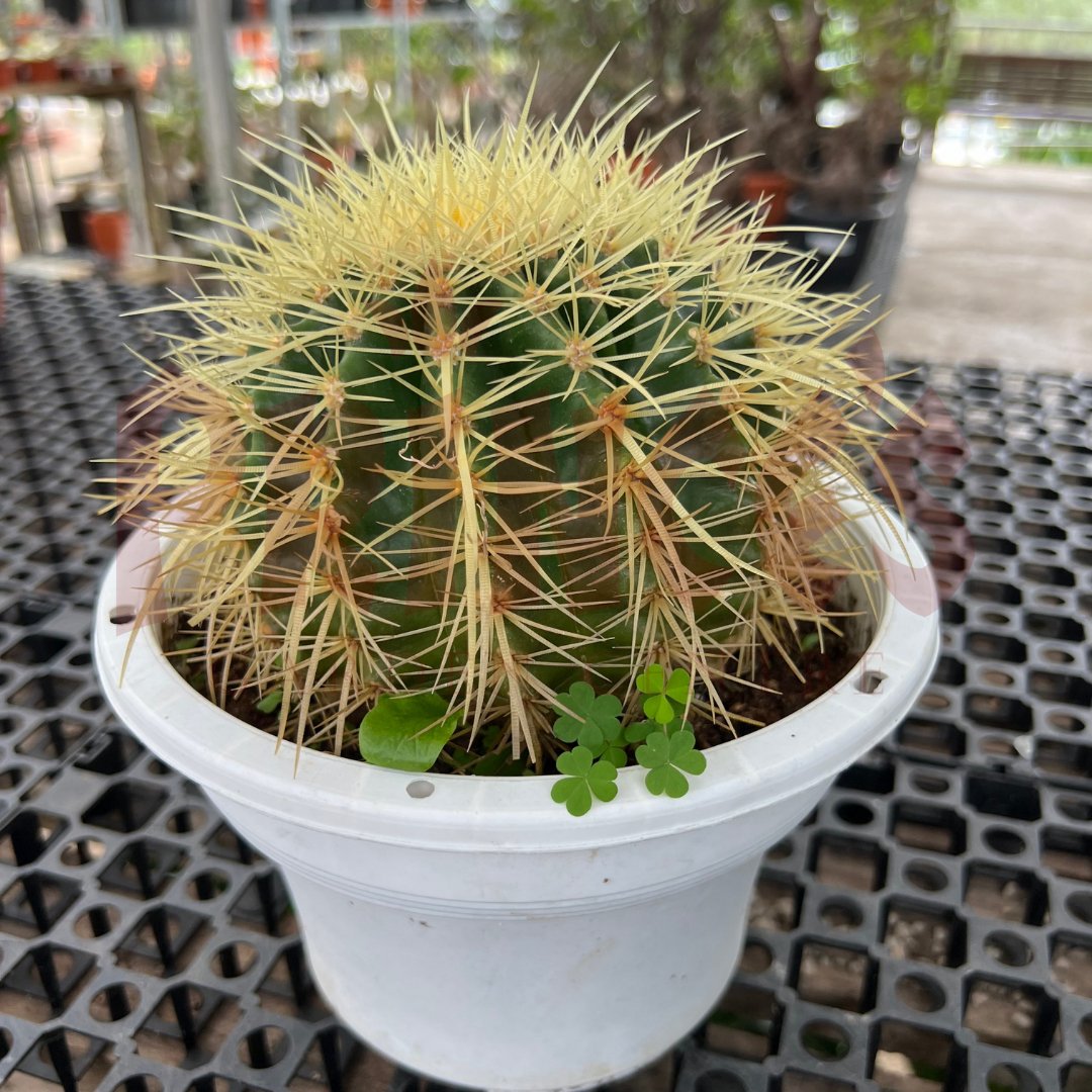 Golden Barrel Cactus - (Pot Size 12cmØ x 10cmH) - Prince Garden Centre