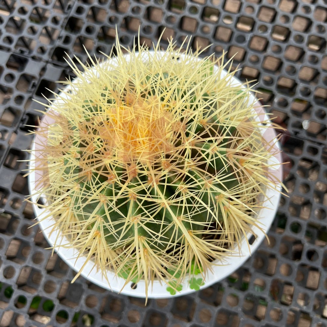 Golden Barrel Cactus - (Pot Size 12cmØ x 10cmH) - Prince Garden Centre