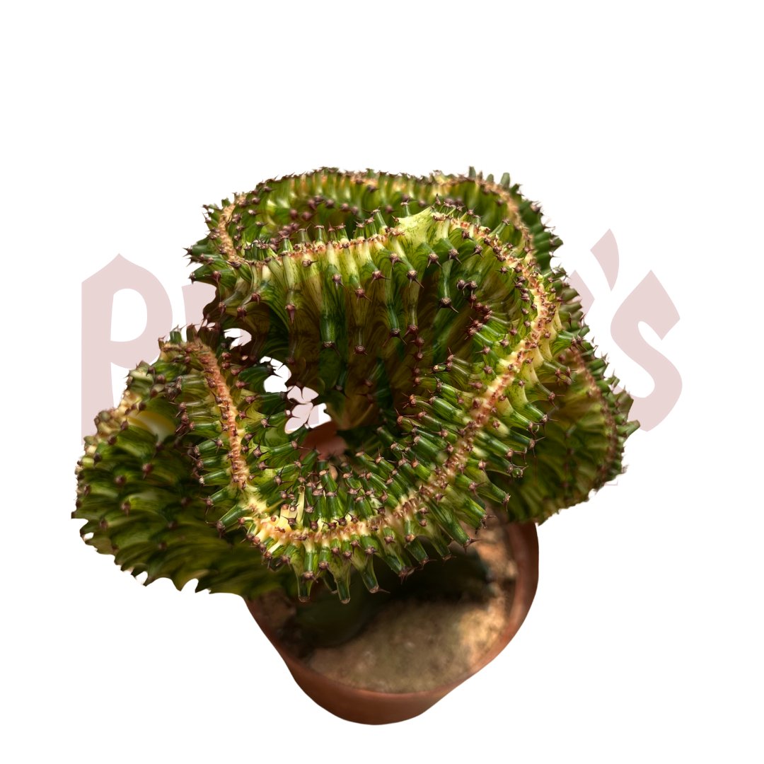 Green Cactus & Succulents - (Pot Size 7cmø x 10cmH) - Prince Garden Centre