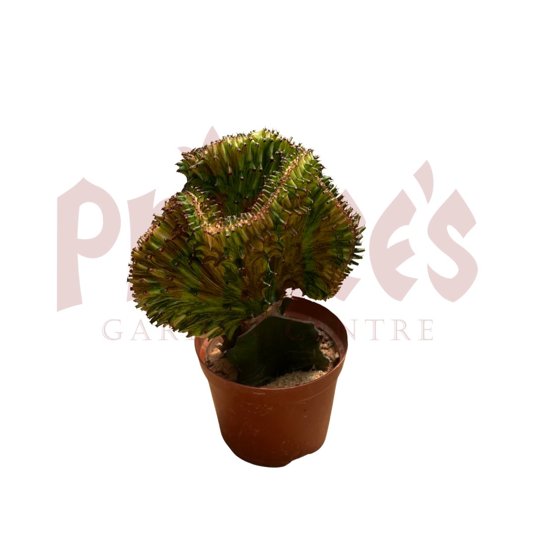 Green Cactus & Succulents - (Pot Size 7cmø x 10cmH) - Prince Garden Centre