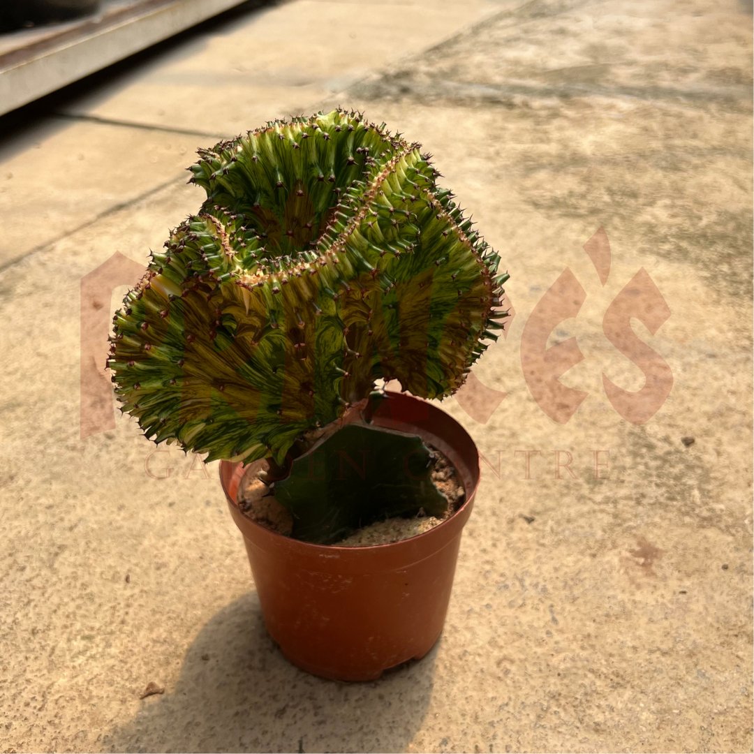 Green Cactus & Succulents - (Pot Size 7cmø x 10cmH) - Prince Garden Centre